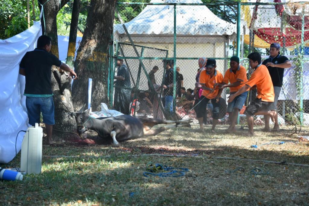 Semangat para panitia kurban untuk menjatuhkan sapi kurban
